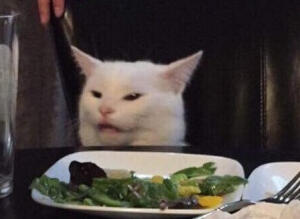 cat no salad